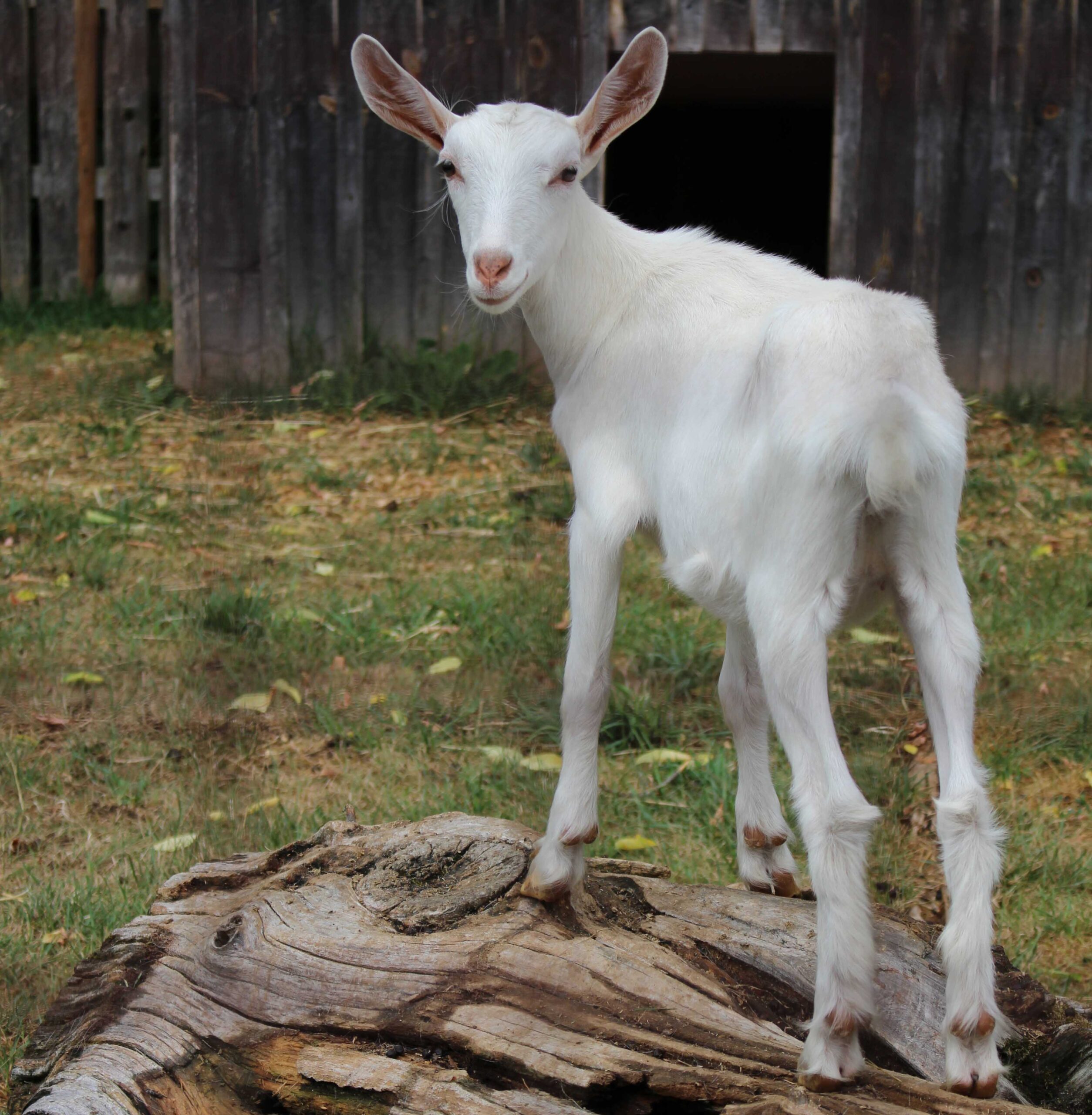 Goats